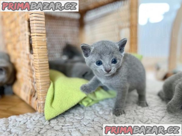 Adorable Russian Blue-Face Kitten Ready For Adoption.