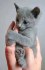 Adorable Russian Blue-Face Kitten Ready For Adoption.