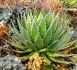 Sazenice Agave horrida subsp. horrida _Mexcalmetl_