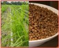 Sazenice Šáchor jedlý - chutná superpotravina