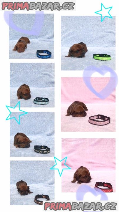 rhodesky-ridgeback-s-pp