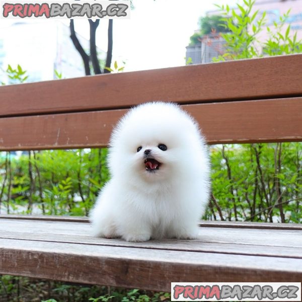 mini-pomeranian-stenata-fenku