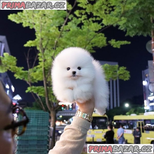 Mini pomeranian - štenata Fenku