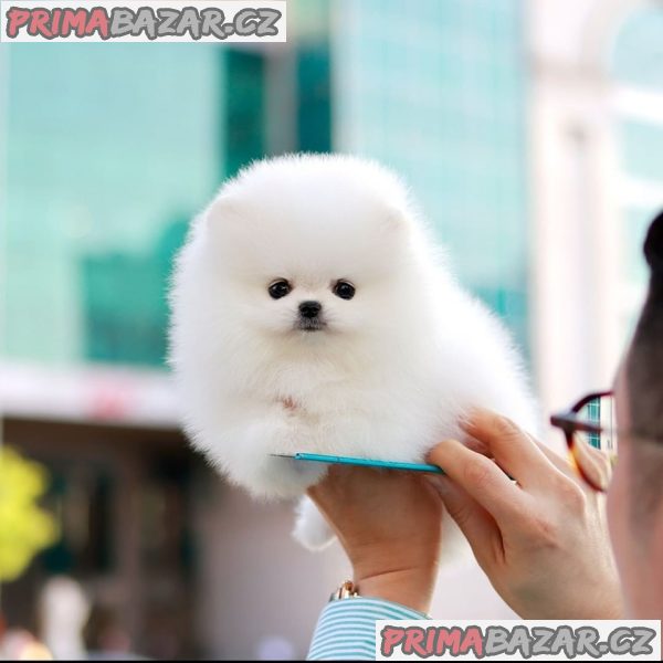 Mini pomeranian - štenata Fenku