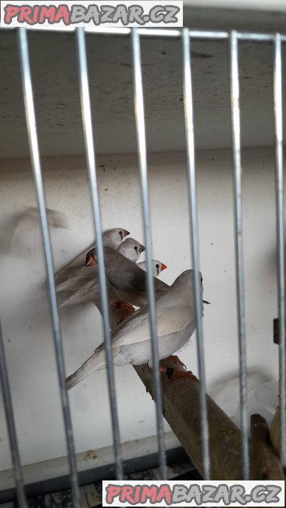Zebřička pestrá Zebřička pestrá