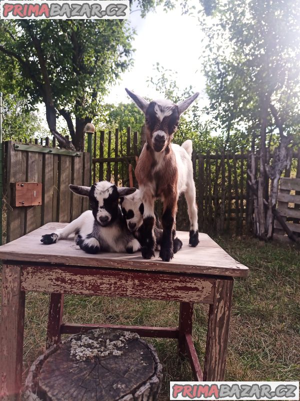 2 kozlíci holandská zakrslá koza