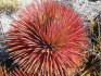 Agave stricta rubra - semena