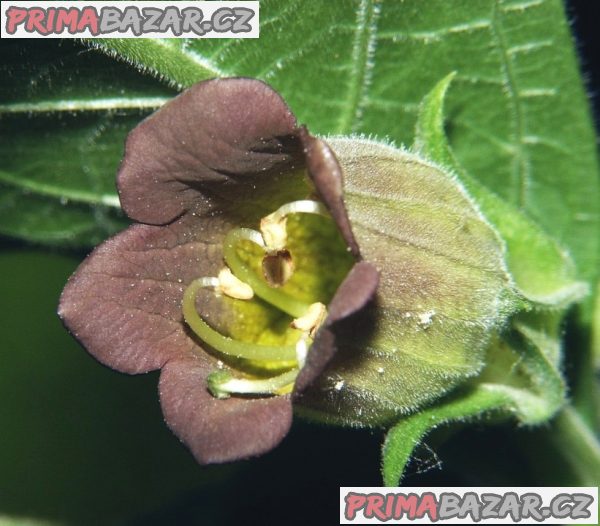 atropa-bella-donna-rulik-zlomocny-semena