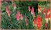 Kniphofia Uvaria "mnohokvět" - mix barev - semena