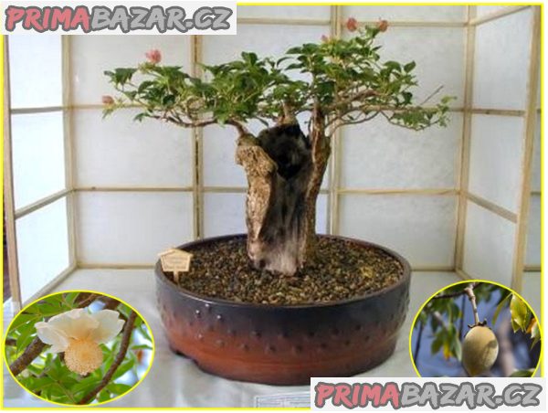 baobab-adansonia-digitata-semena