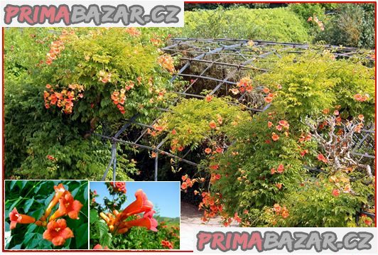 campsis-radicans-trubac-semena