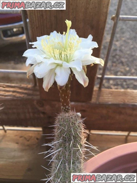 Kaktus Haageocereus decumbens - semena