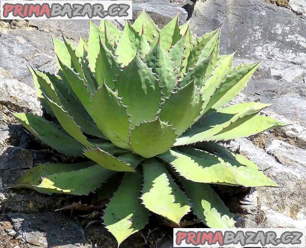 sazenice-agave-cupreata