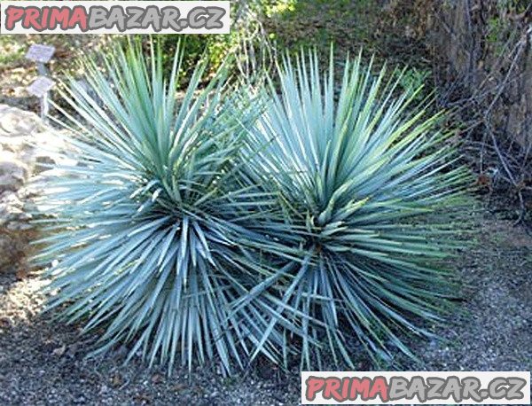 Sazenice Yucca rigida