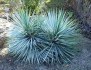 Sazenice Yucca rigida