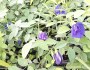 Sazenice Clitoria Ternatea již v květu vel. cca 20-25 cm