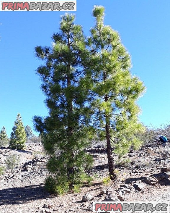 Sazenice borovice Kanárská - Pinus canariensis