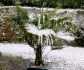 Palma Trachycarpus Fortunei - stratifikovaná semena Balení obsahuje 6 semen