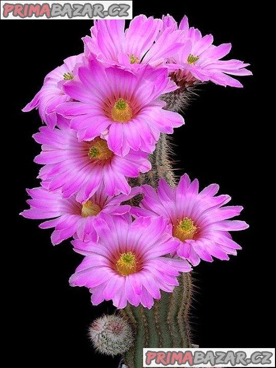 kaktus-echinocereus-fitchii-djf-1035-baleni-obsahuje-20-semen