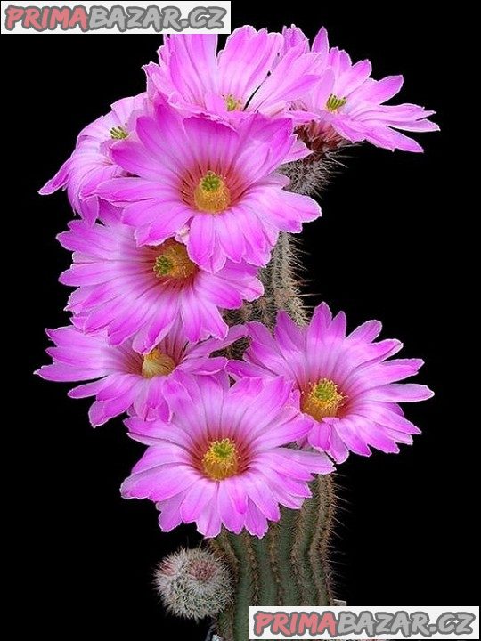 Kaktus Echinocereus fitchii DJF 1035 Balení obsahuje 20 semen