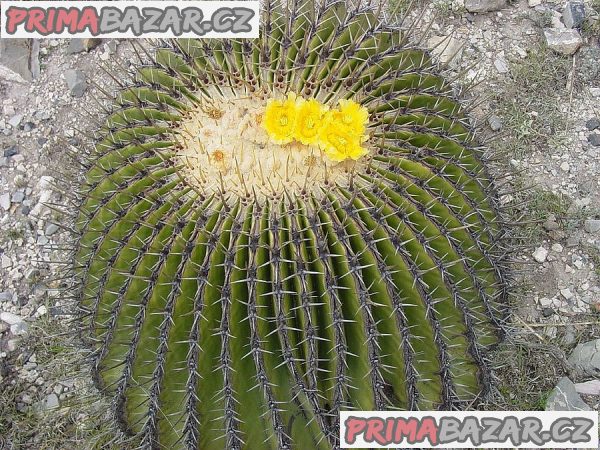 kaktus-echinocactus-platyacanthus-baleni-obsahuje-20-semen