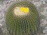 Kaktus Echinocactus platyacanthus Balení obsahuje 20 semen