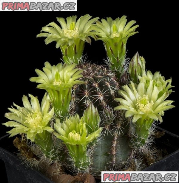 Kaktus Echinocereus viridiflorus Balení obsahuje 20 semen