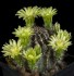 Kaktus Echinocereus viridiflorus Balení obsahuje 20 semen