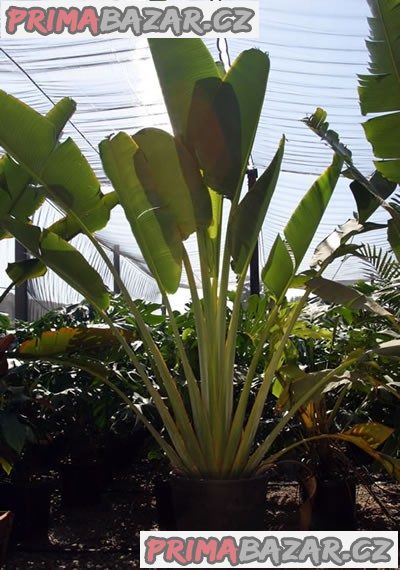 ♣ 50 x semena Ravenala Madagascariensis