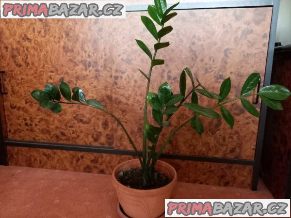 zamioculcas