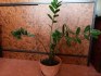 Zamioculcas