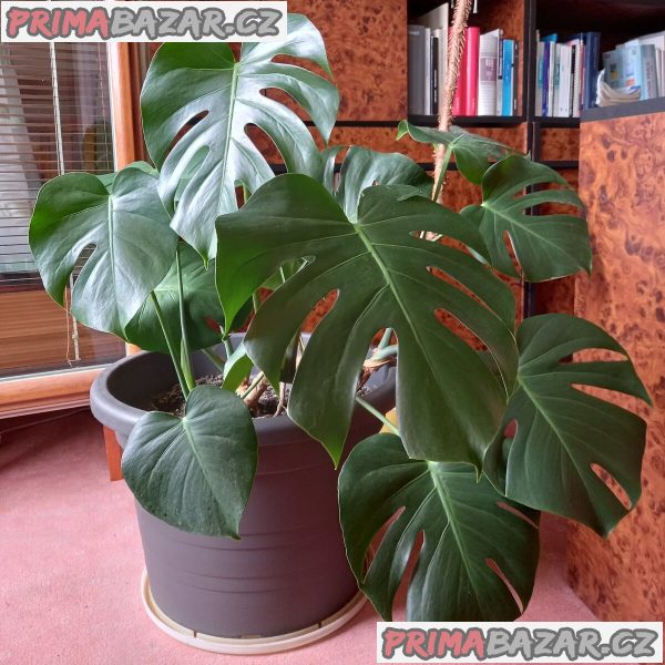 Monstera Monstera