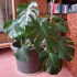 Monstera