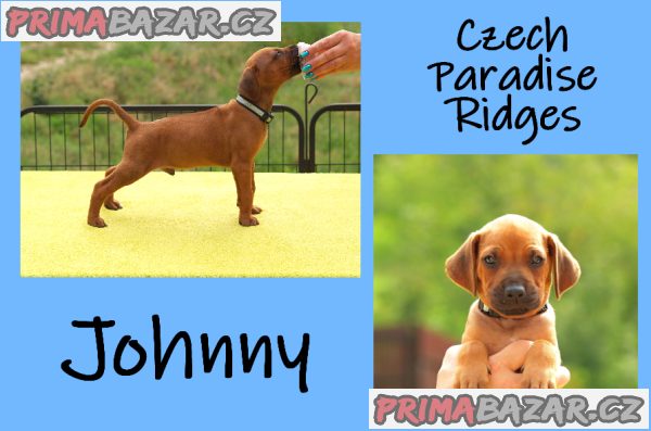 rhodesky-ridgeback-s-pp