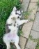 Sibiřský husky Fenku