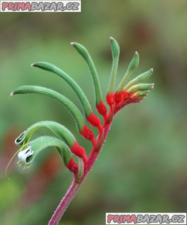 Anigozanthos manglesii - klokaní tlapky Balení obsahuje 10 semen