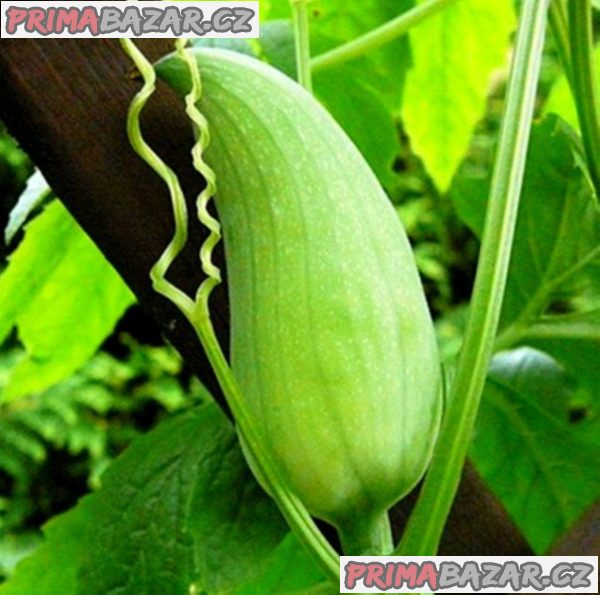 acokca-cyclanthera-pedata-baleni-obsahuje-10-semen