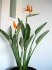 2 x naklíčené semeno Strelitzia Reginae