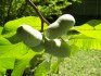 Sazenice Asimina triloba - banán severu Velikost cca- 10 -12 cm