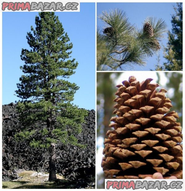 Sazenice borovice Jeffreyova - Pinus jeffreyi velikost cca 20-25 cm