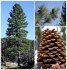 Sazenice borovice Jeffreyova - Pinus jeffreyi velikost cca 20-25 cm