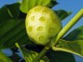 Noni citrusolistá