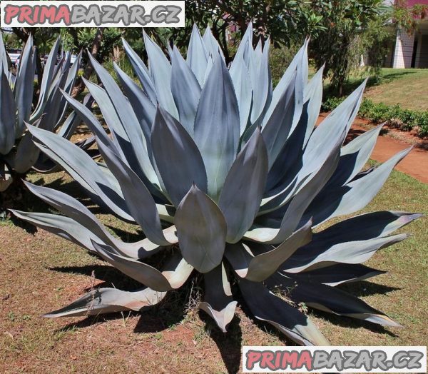 Sazenice Agave americana – Agáve obecná