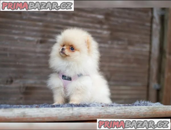 Německý špic trpasličí (Pomeranian)