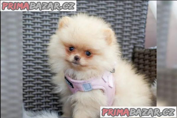 Německý špic trpasličí (Pomeranian)