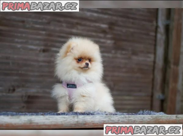 Německý špic trpasličí (Pomeranian)