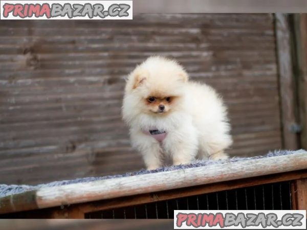 Německý špic trpasličí (Pomeranian)