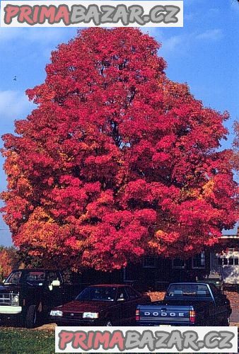 Acer Sacharum - Javor cukrový