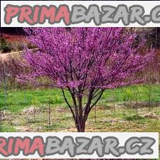 cercis-chinensis