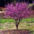 Cercis chinensis